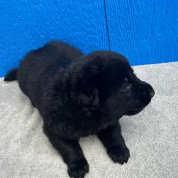 Girl 3-grey - Black female German Shepherd puppy in Sharon Grove, Kentucky from Julie’s Shepherds
