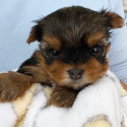 Simba - Black and tan male Yorkshire Terrier puppy in West Fargo, North Dakota from A Yorkie Tale