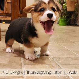 Gravy - Black and tan male Pembroke Welsh Corgi puppy in Pine Village, Indiana from NL Horsemanship