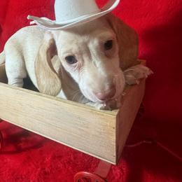 RIFLE long ears - Cream male Dachshund puppy in Polo, Missouri from Blue Tails Farm
