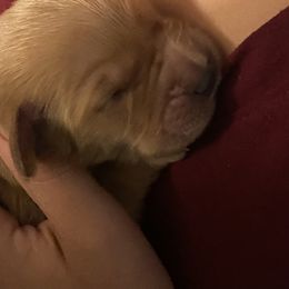 Golden Retriever Puppies from 13 GORGEOUS Goldens