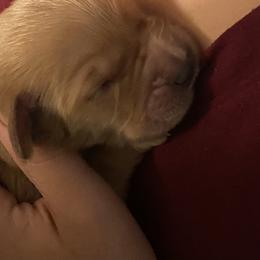Golden Retriever Puppies from 13 GORGEOUS Goldens