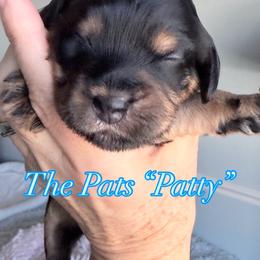 Patty - Black and tan female Cavapoo puppy in Centerville, Utah from Beehive Fur Friends