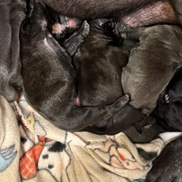 Pup - Black brindle male Cane Corso puppy in Tabor City, North Carolina from Dream Team Kennels