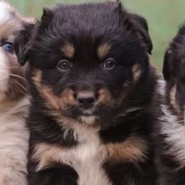 Rein - Black tri-color female Australian Shepherd puppy in Litchfield, New Hampshire from Aussies Edge Farm