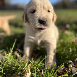 Golden Retriever Puppies from St. Croix Golden Retrievers