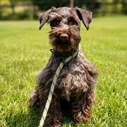 Karma - Miniature Schnauzer