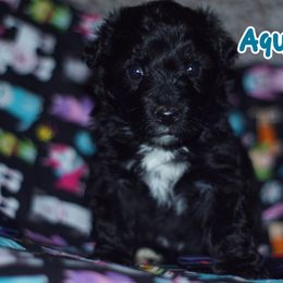 Aquarius - Black and white Aussiedoodle puppy in Stockton, California from Family Doodles