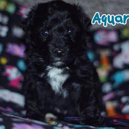 Aquarius - Black and white Aussiedoodle puppy in Stockton, California from Family Doodles