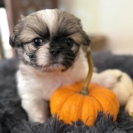 Patsy Canine - Black and tan female Pekingese puppy in Grass Valley, California from Northridge Pekingese