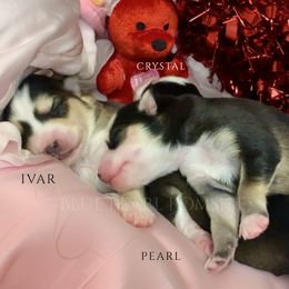 Pomsky Puppies from Blue Pearl Pomskies