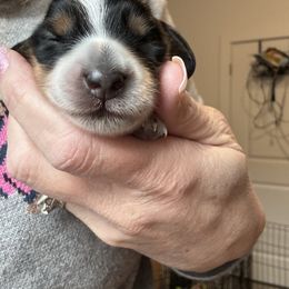 Boy 1 - Dachshund puppy from Schön Duchshund