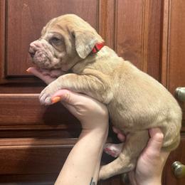 Red collar - Merle male Great Dane puppy in Ider, Alabama from Sand Mountain Danes LLC