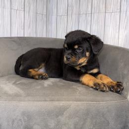 Orange girl - Black and mahogany female Rottweiler puppy in Reno, Nevada from Vom Haus Flores