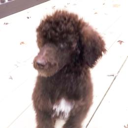 Poodle Puppies from Wunderlins Standard Poodles