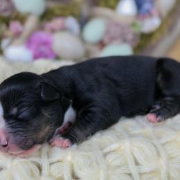 Artemis - Black tri male Miniature Australian Shepherd puppy in Melbourne, Florida from True Spirited Aussies