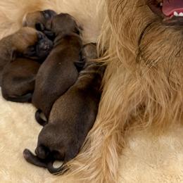 Brussels Griffons from Andria Satero