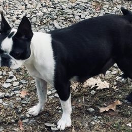 Claire - Boston Terrier