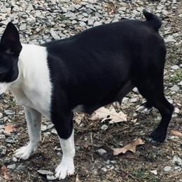 Claire - Boston Terrier