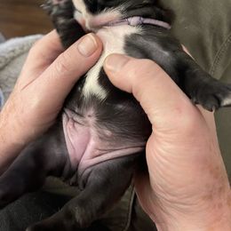 French Bulldog Puppies from JoJo French Bulldogs