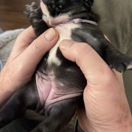 French Bulldog Puppies from JoJo French Bulldogs