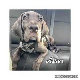 Great Dane and Miniature Schnauzer Puppies from River Valley Great Danes