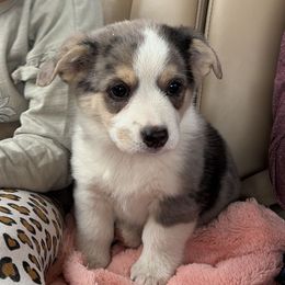 George - Blue merle and white male American Corgi puppy in Preston, Idaho from KC Bar