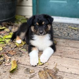 Australian Shepherd Puppies from HCA Aussies