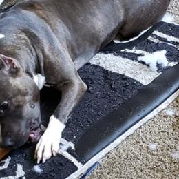 American Staffordshire Terriers and Poodles from Costiera Kennels and Training