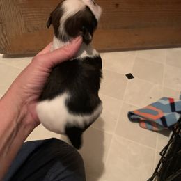 Shih Tzu Puppies from Dorothy Agrippino's Shih Tzus