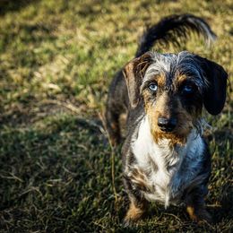Katniss - Dachshund
