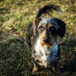 Katniss - Dachshund
