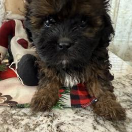 Jolene - Red female Shihpoo puppy in Colonial Beach, Virginia from BeachRidge Pups