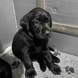 Orange - Black male Labrador Retriever puppy in Dennis, Mississippi from Outlaw Ridge Kennels