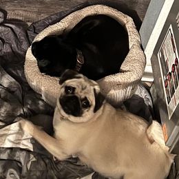 Pugs from Pawfect Raised Pugs