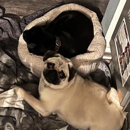 Pugs from Pawfect Raised Pugs