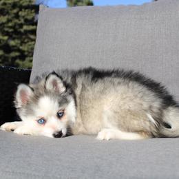 Zucchini - Gray and white female Pomsky puppy in Centerville, Iowa from LJ Kennels Pomskies, LLC