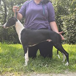 Boy 1 - Whippet puppy in Chatfield, Minnesota from Devlynn Whippets