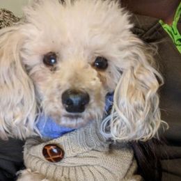 Chihuahuas, Cockapoos, Cocker Spaniels, Poodles, Yorkipoos, and Yorkshire Terriers from Baker Kennels