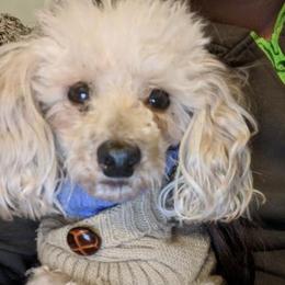 Chihuahuas, Cockapoos, Cocker Spaniels, Poodles, Yorkipoos, and Yorkshire Terriers from Baker Kennels