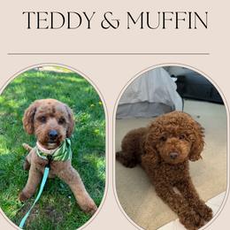 Cavapoo puppies from Muffin & Co. Doodles