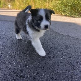 Icelandic Sheepdog Puppies from Tobiasson icie