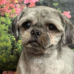 Ross Spook - Shih Tzu