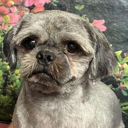 Ross Spook - Shih Tzu