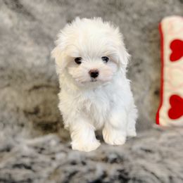 Sylvie ( Girl 1 ) - White Maltese puppy in Vinton, Louisiana from Dreams & Love Maltese
