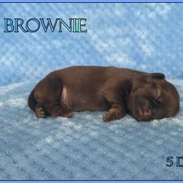 Brownie - Chocolate male Shih Tzu puppy in Yelm, Washington from Lala's All Star Shih Tzu