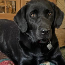 Maverick - Labrador Retriever