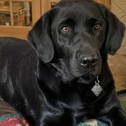 Maverick - Labrador Retriever