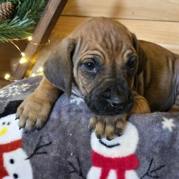Pink - Rd whtn blk nose female Rhodesian Ridgeback puppy in Gaffney, South Carolina from Circle D Farms