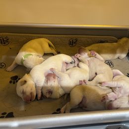 Labrador Retriever Puppies from Duck Pond Farm English Labradors